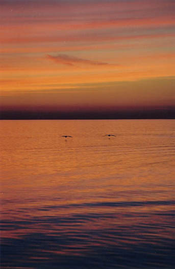 Gulf_coast_sunset