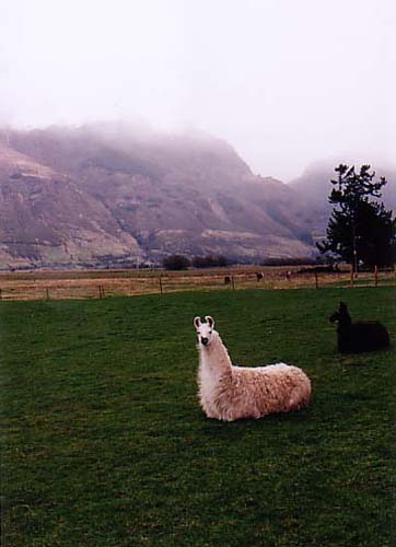 South_Island_llama