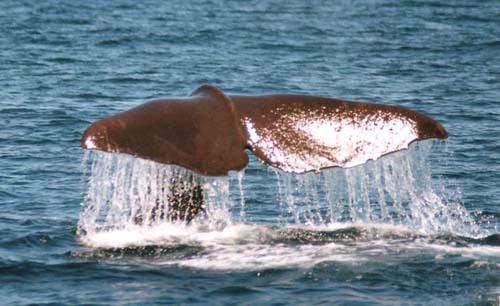 Whale_watching_in_Kaikoura