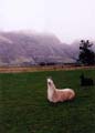 South_Island_llama