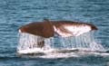 Whale_watching_in_Kaikoura